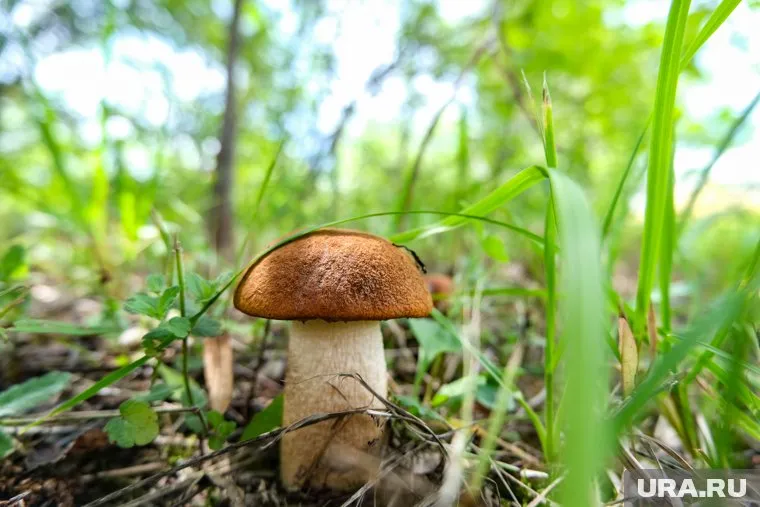 Гриб боровик может вырастать в длину до 20 см