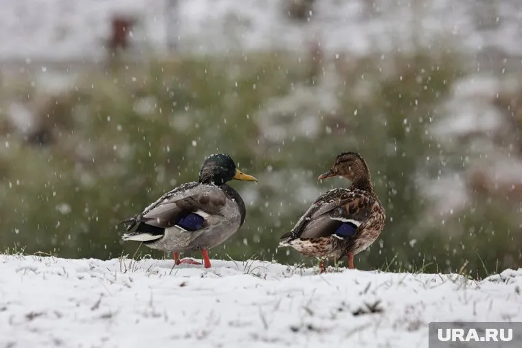 Ожидается, что на юге выпадет до 10 см снега