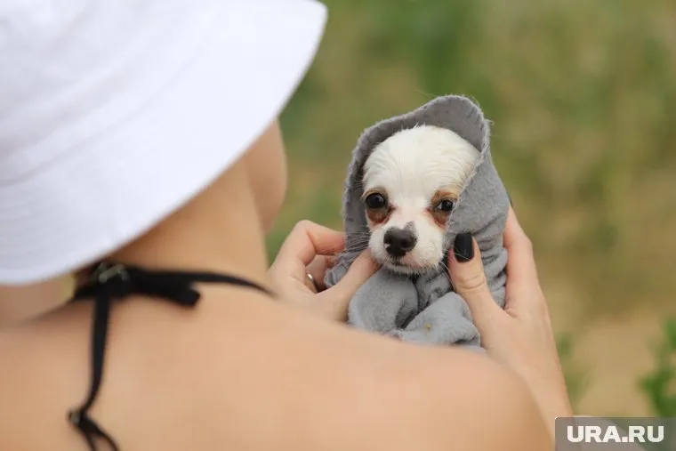 Присутствие в доме собаки генетически несет успокоительный эффект