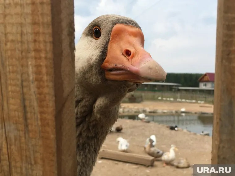 Гастрономический бренд Шадринска не популярен в кафе и ресторанах города