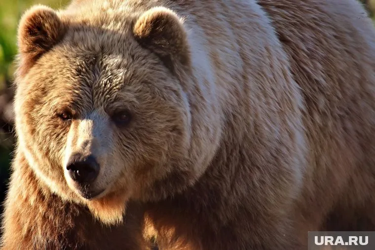 Любопытный зверь и человеческая глупость стали причинами трагедии