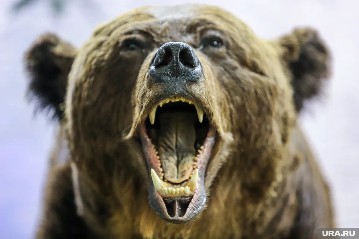 Медвежье семейство с удовольствием полакимлось рыбой, оставленной рыбаками без присмотра