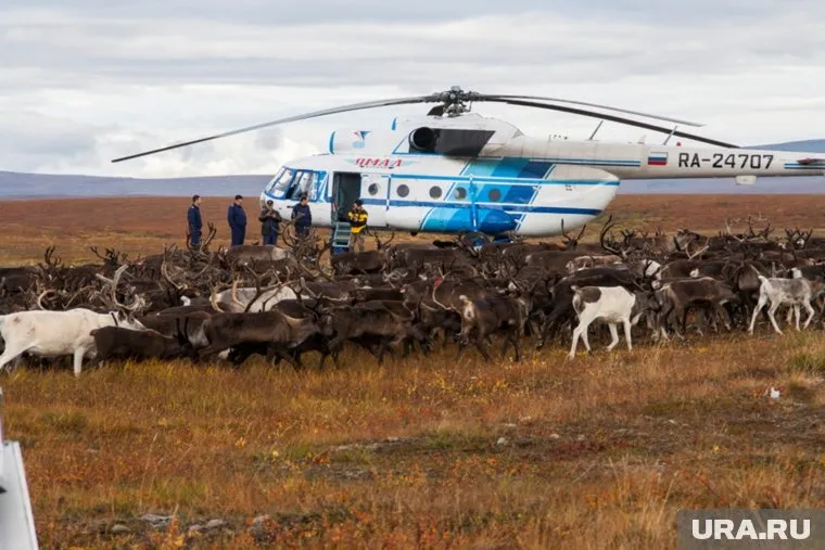 К тундровикам зачастую можно добраться только на вертолете