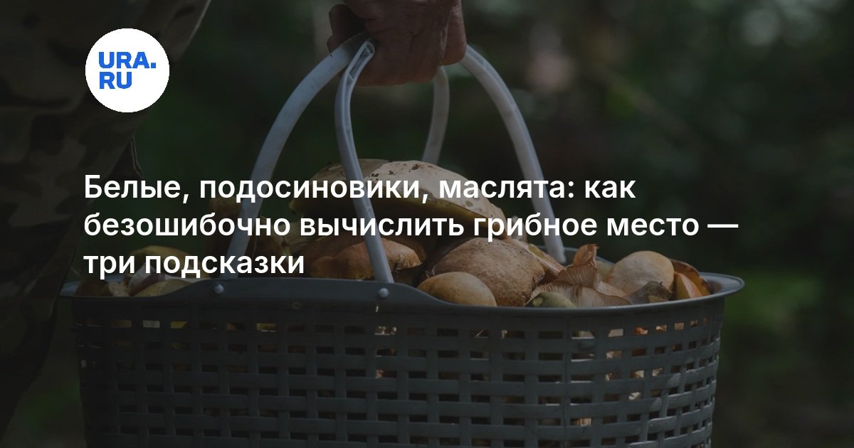 Белые, подосиновики, маслята: как безошибочно вычислить грибное место — три подсказки