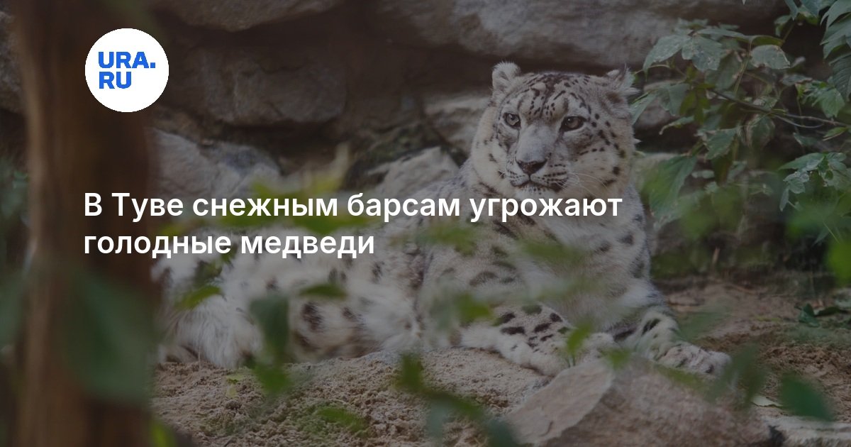 Food-short bears pose greater danger to Tuva’s 22 snow leopards