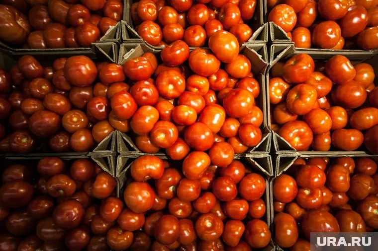 На помидорах и перцах из Узбекистана в Свердловскую область приехал опасный вирус