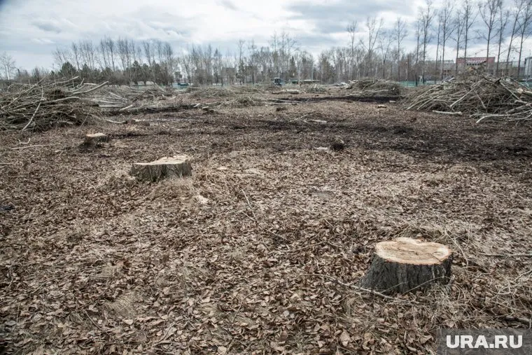 От небольшой рощи возле автовокзала теперь остались одни пеньки