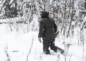 В пермские леса выходят елочные патрули