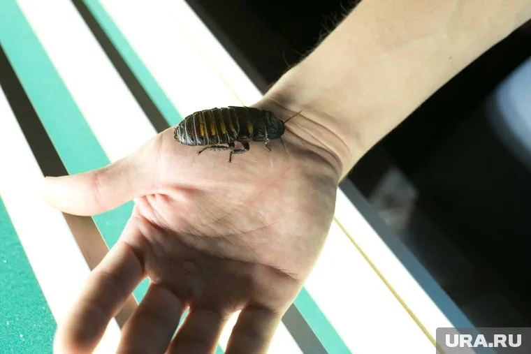 Пациенты регулярно ловят насекомых в своих палатах (фото архивное)