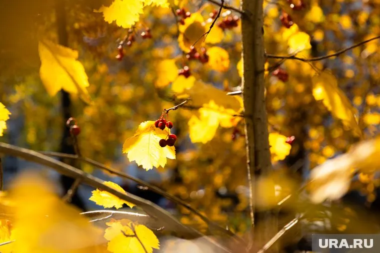 В Челябинске в первой декаде ноября осадков почти не ожидается