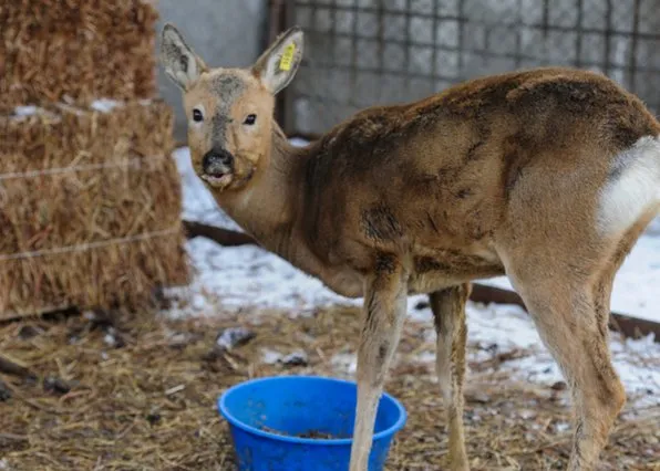 Фотография из галереи