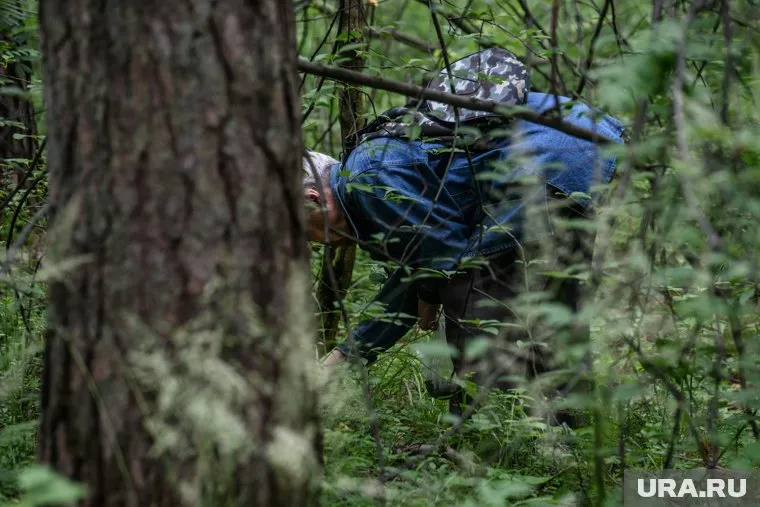 Саркосцифа любит расти в зарослях ивы