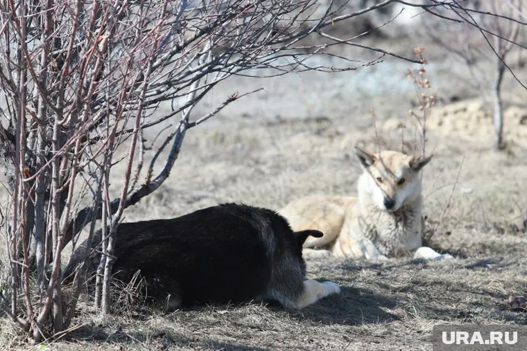 Занятия в Боровской средней школе не отменят из-за собак