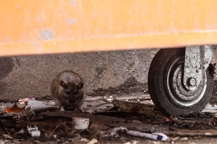 Свердловские крысы. Екатеринбург