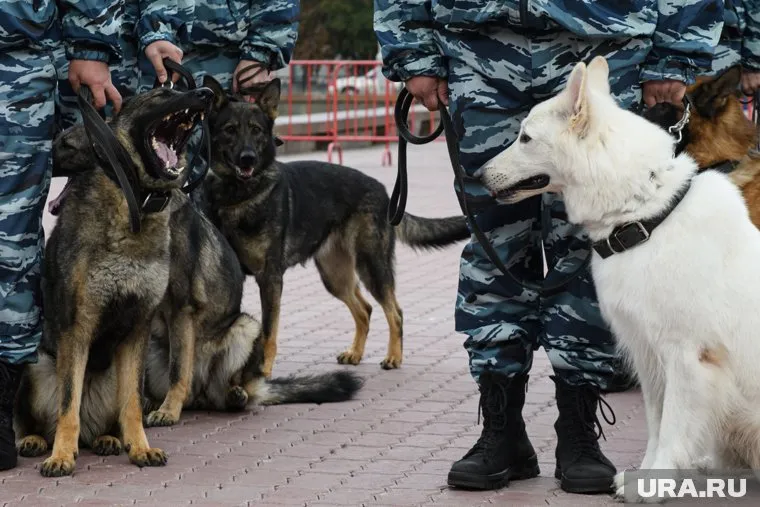 Служебные собаки стали любимцами публики
