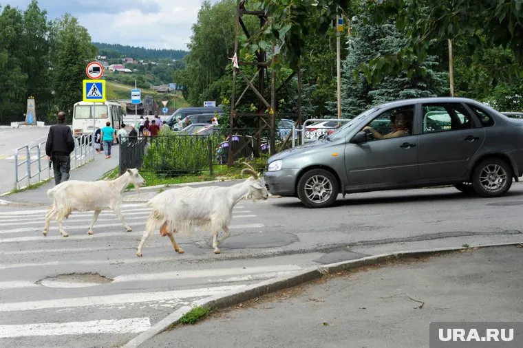 Козел одиноко бродил по улицам Миасса