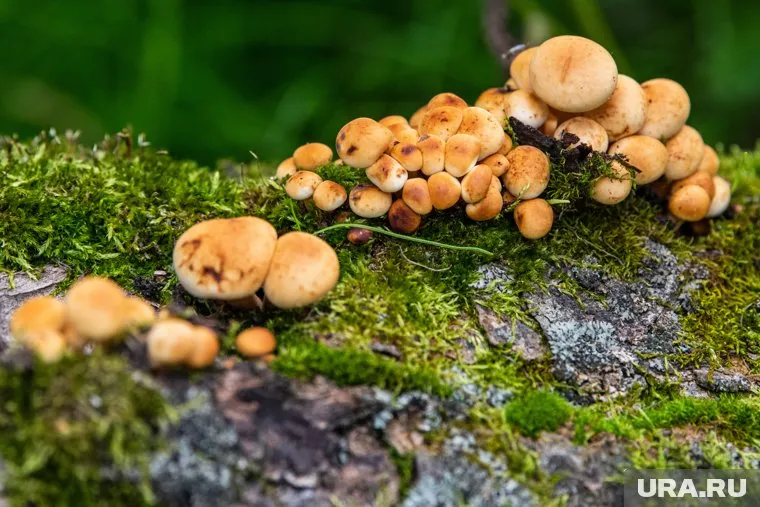 В Тюменской области появились грибы