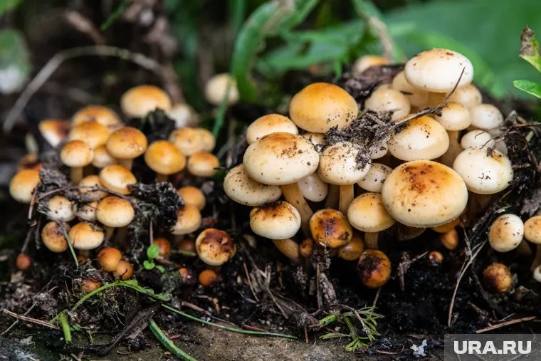 Грибники нашли опята в Красноармейском районе
