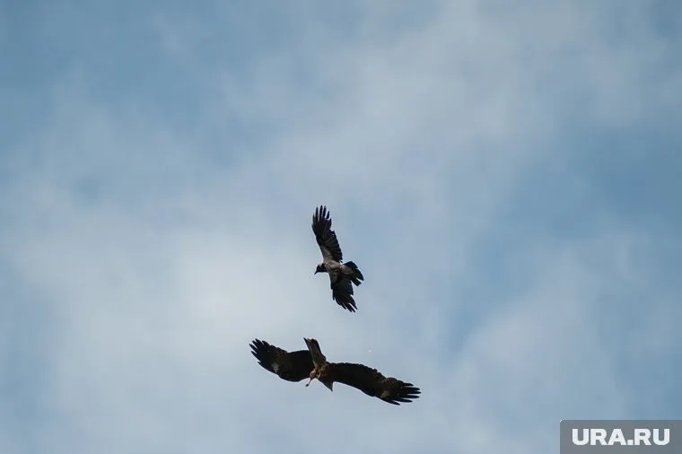 Ястреб не получил повреждений