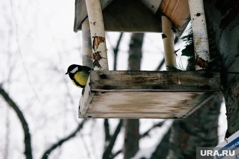 29 декабря ветер будет с порывами до 12 метров в секунду
