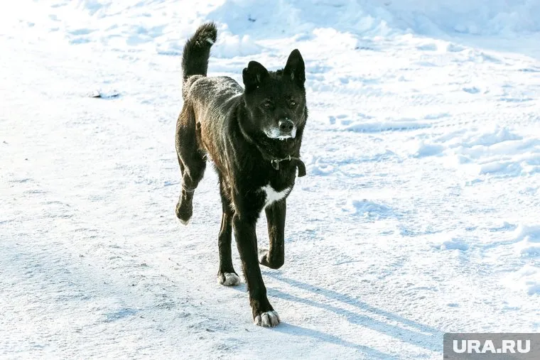 В поселке Шагол собаки уже не раз нападали на прохожих (архивное фото)