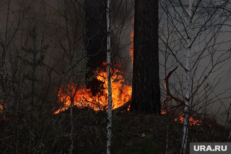 В эфире федерального канала губернатор Вадим Шумков рассказал о ситуации с пожарами в Курганской области