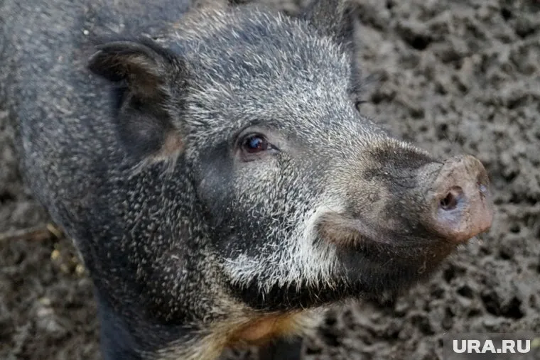 Правительство уверено, что сокращение поголовья диких животных остановит распространение африканской чумы свиней