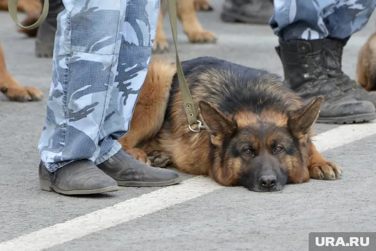 После проверки прокурора еду собакам поставили