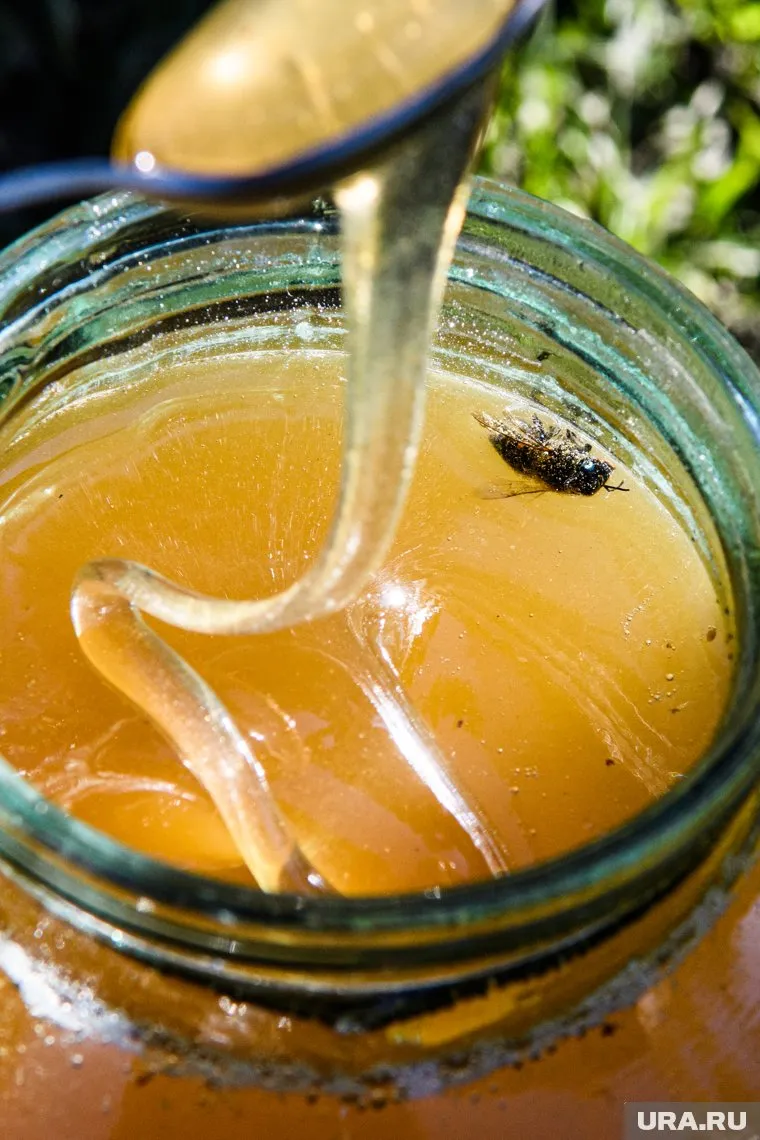 Мед полезен лишь при простудах для стимулирования иммунной системы