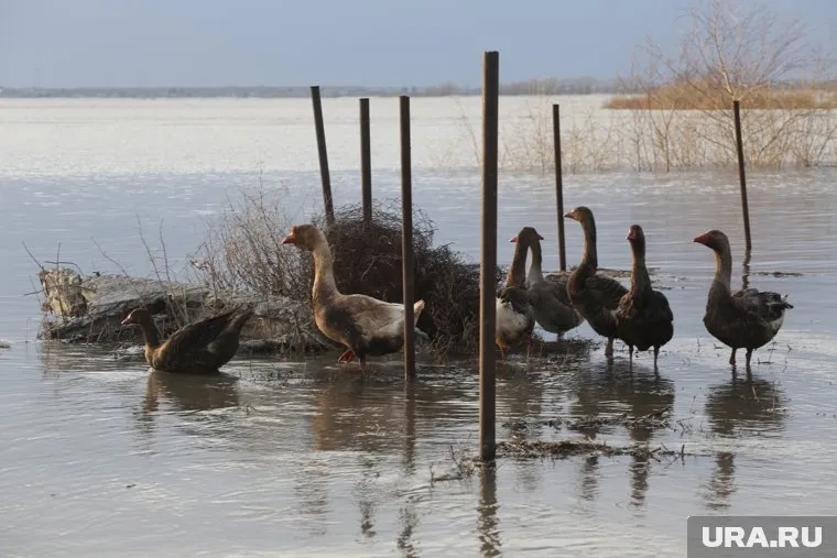 В Тюменской области начался четвертый день сильного паводка