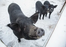 Свиней в Ревде выгнали пастись в лютый мороз