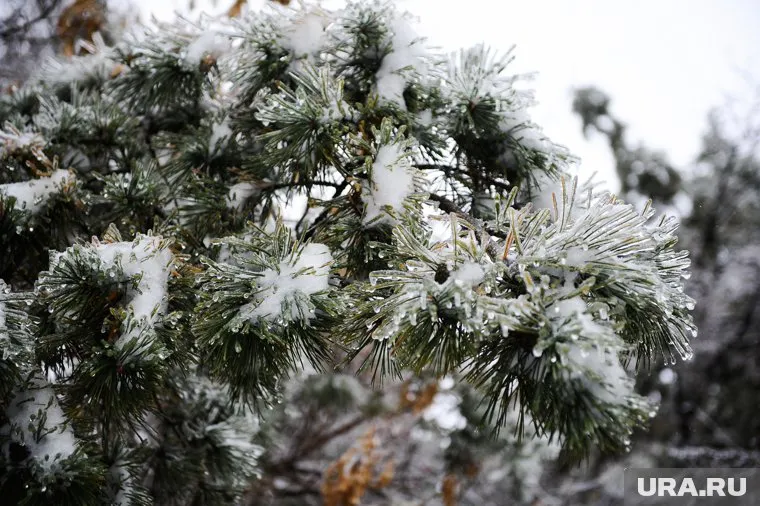 Пермяков предупредили о заморозках до -3 градусов