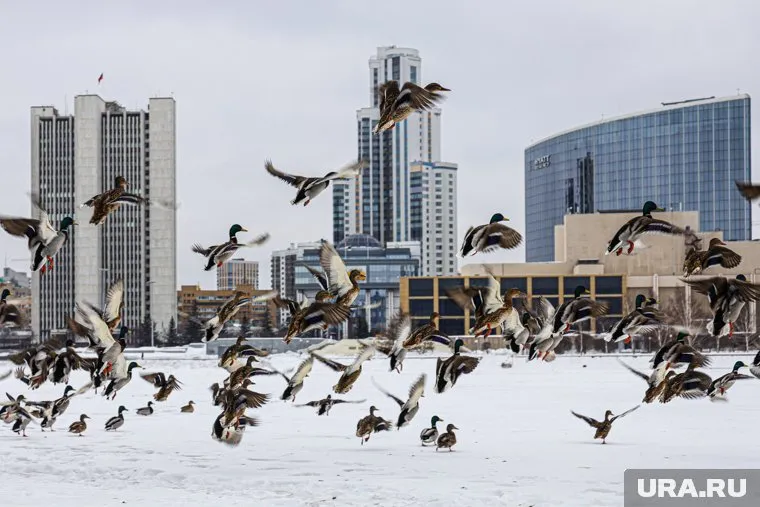 В Екатеринбурге днем 6 марта ожидается небольшой снег и переменная облачность