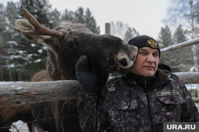В приют «Дом лося» на зиму приходит целое стадо сохатых