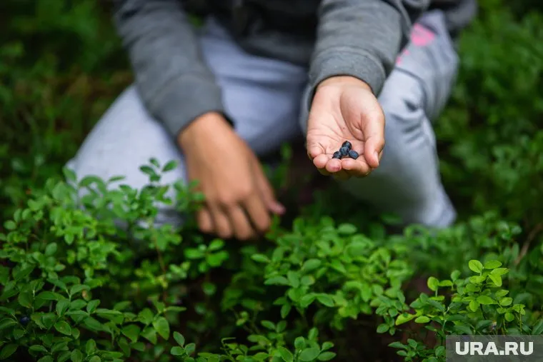 Посетители этностойбища собрали урожай черники, брусники и голубики
