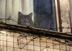 Прощай, Арчибальд! В Перми кота арестовали за долги хозяина
