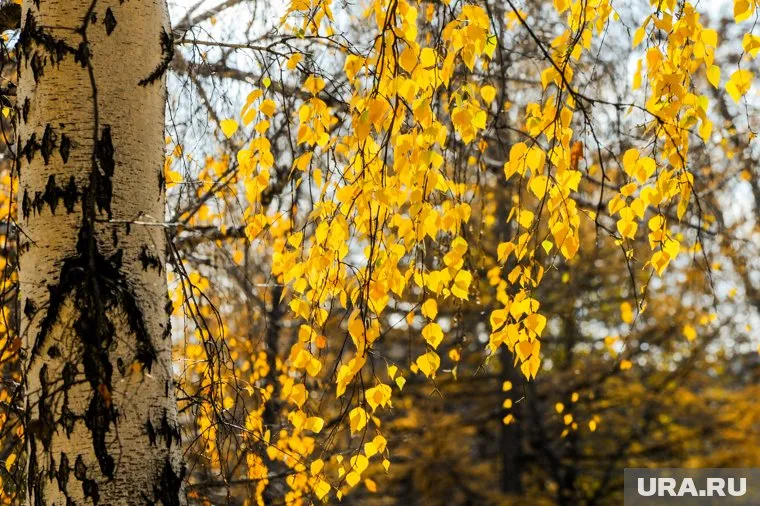 На месте срубленных деревьев может появиться торговый центр