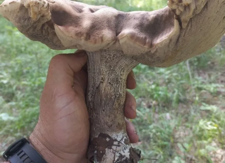 Гигантские грибы, Челябинская  область