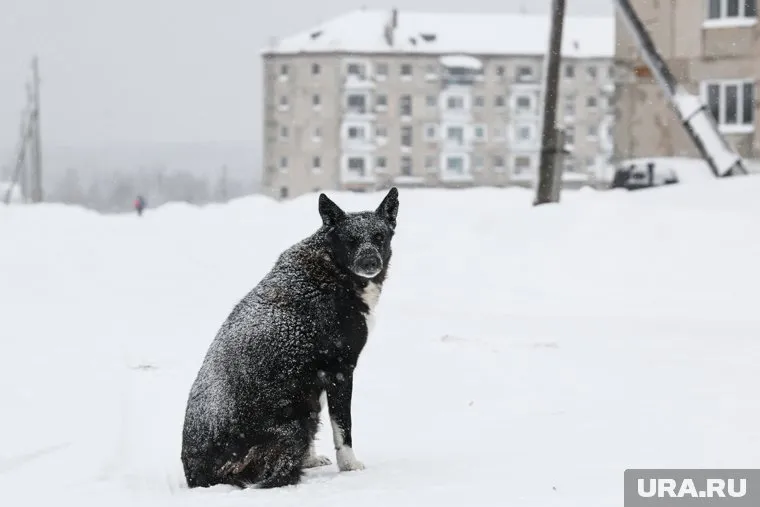 Мэр иркутского города предложил ликвидировать бездомных собак