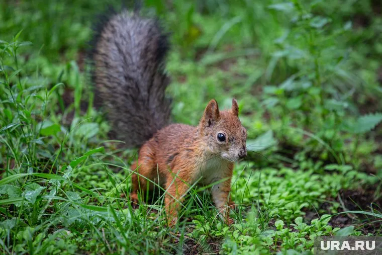 О нападениях на белок в парках Тарко-Сале сообщили местные жители