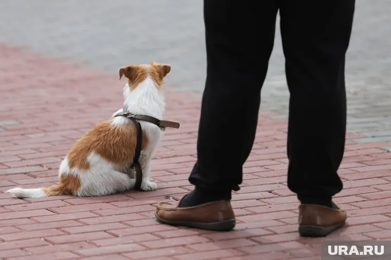 За несоблюдение требований к содержанию домашних животных может грозить штраф от 50 до 500 тысяч рублей 
