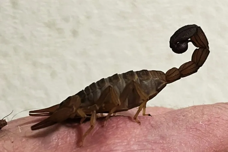 Скорпионы и жуки. Курган