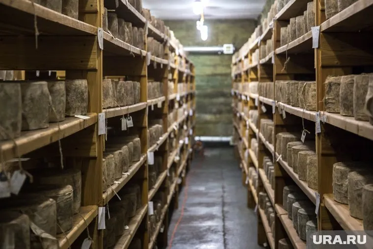 В Салехарде будут изготавливать сыр из местных продуктов