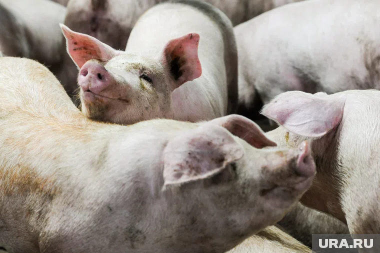 От свиней придется избавиться из-за нарушений ветеринарного законодательства 