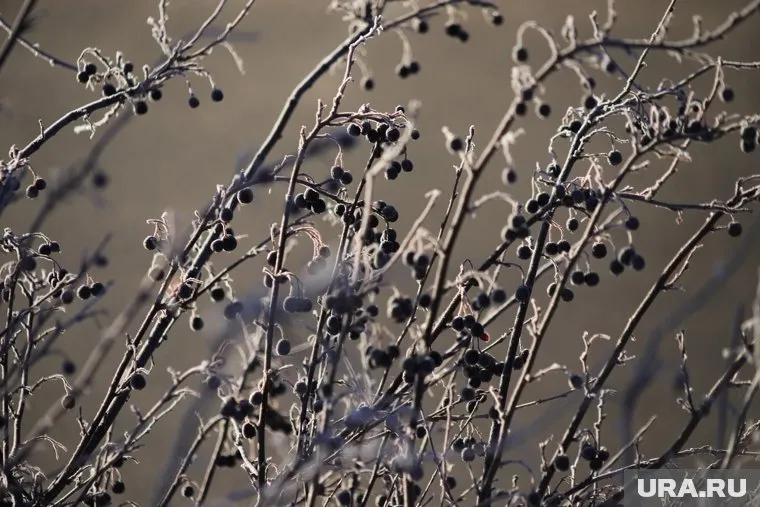 Температура не поднимется выше 3 градусов