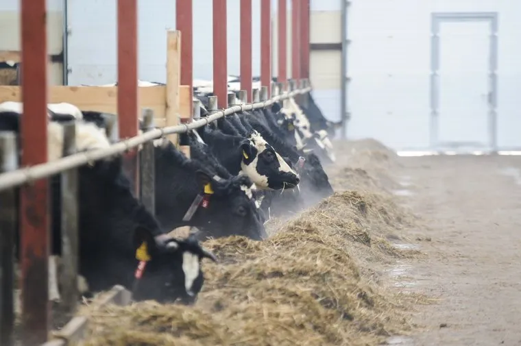 Рабочая поездка губернатора СО в Талицу. Екатеринбург, ферма, скот, коровник