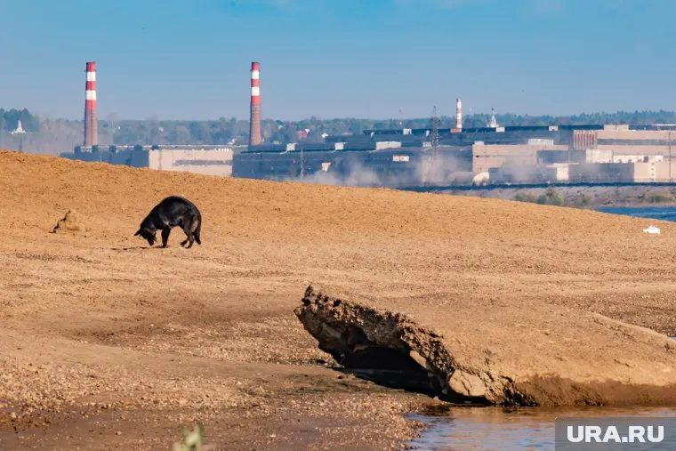 Подрядчику нужно будет установить душевые кабины и обслуживать мобильные туалеты, собирать и вывозить мусор, организовать питьевые фонтанчики