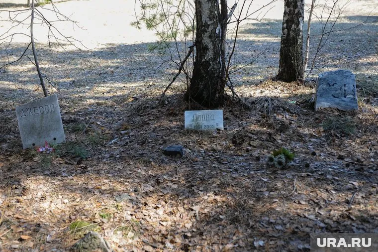 На кладбище стихийно хоронили питомцев (фото из архива)