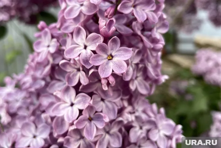 За срывание сирени нужно чаще принуждать граждан к общественным работам, считает Максим Иванов