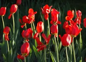 Спешите дарить сейчас! Из уральских магазинов исчезнут хризантемы